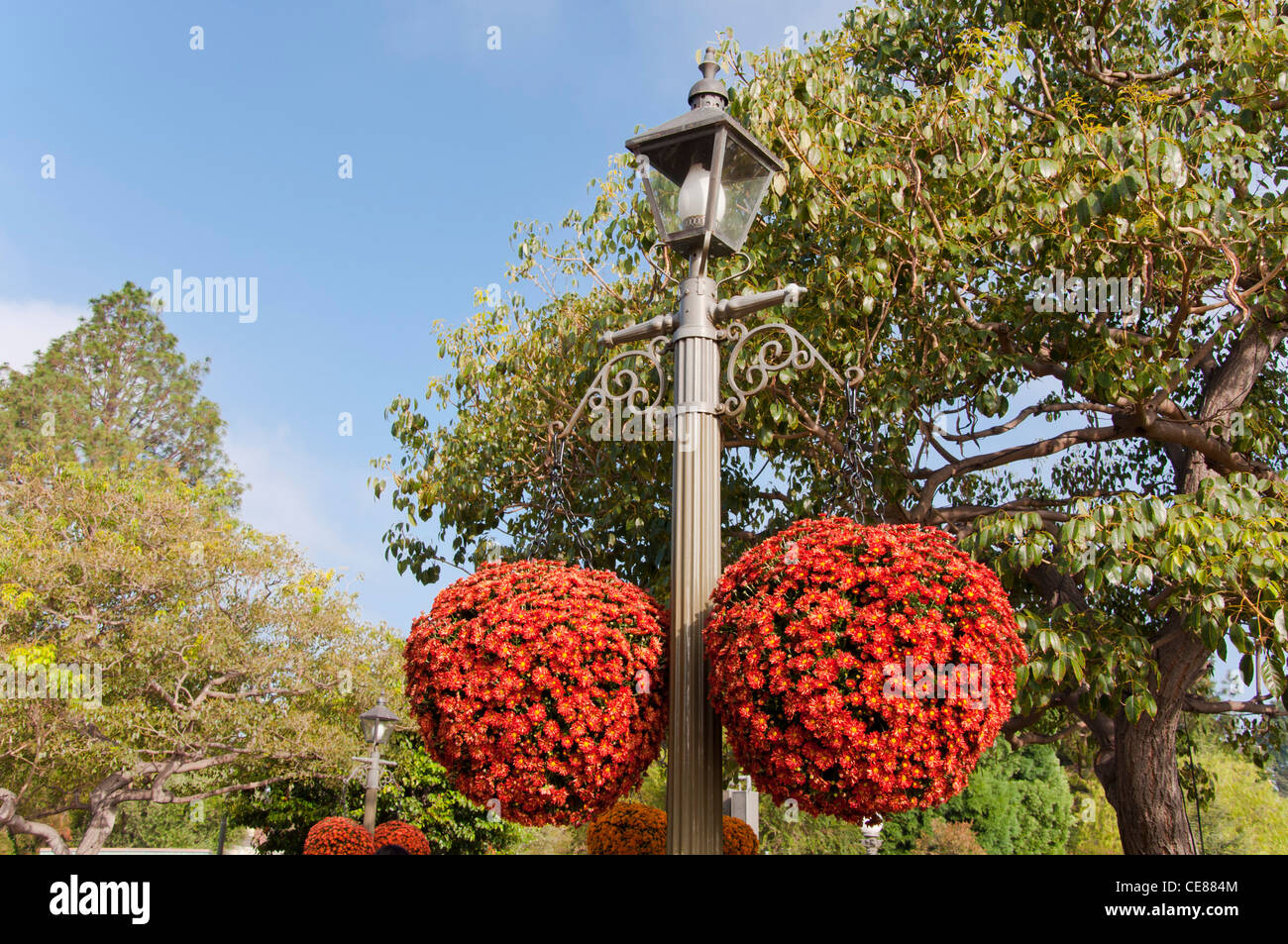 Fleurs en forme de boule Banque de photographies et d’images à haute