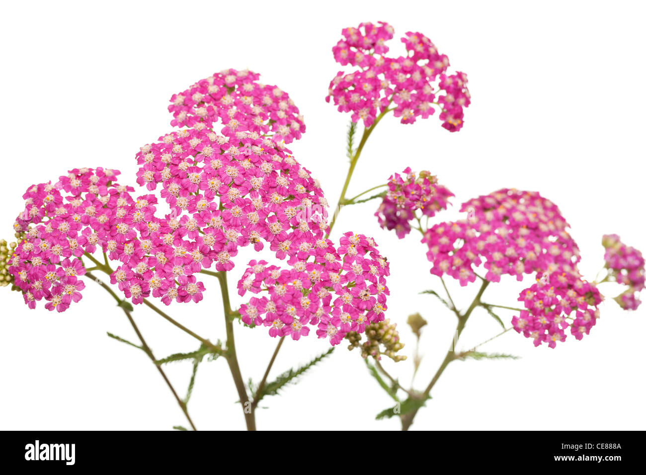 Inflorescence rose herb (Achillea millefolium) sur fond blanc Banque D'Images