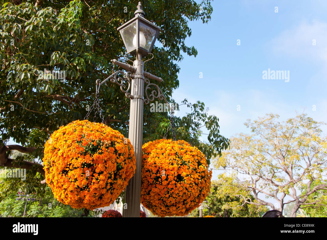 Fleurs en forme de boule Banque de photographies et d’images à haute