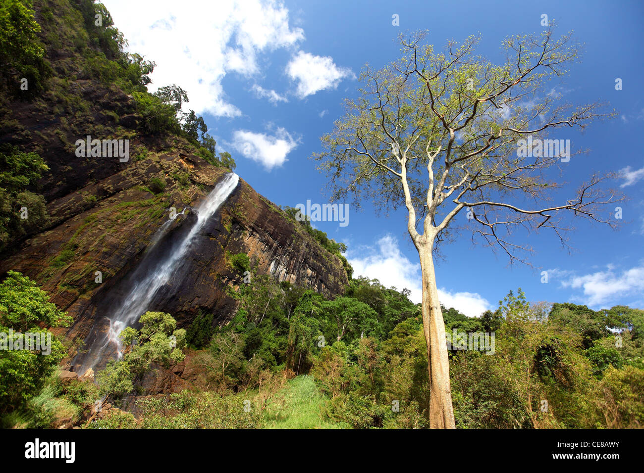 Sri Lanka, Province de Liège, Diyaluma Falls, Haputale, cascade nature vert Banque D'Images