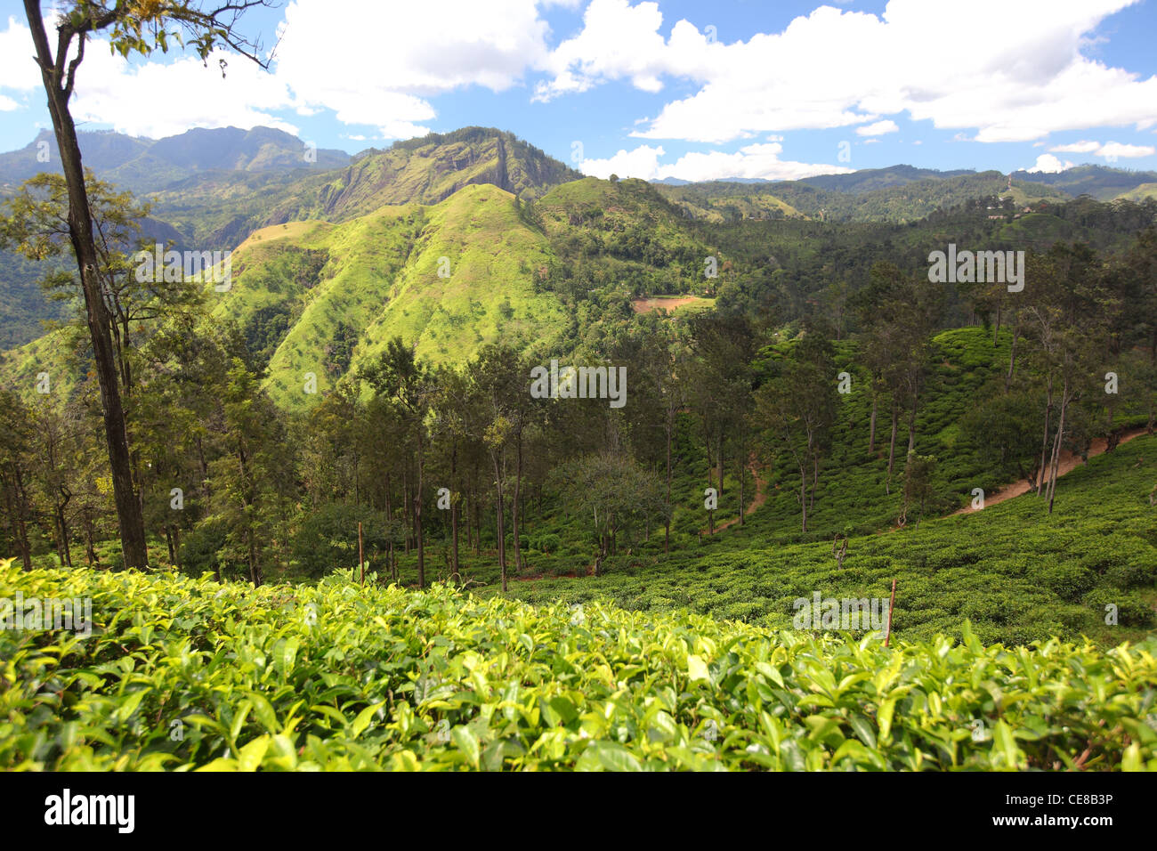 Sri Lanka, Province de Liège, Ella Passara road, au sud de Badulla, plantation de thé, Namunkula Montagnes, hautes terres centrales Banque D'Images