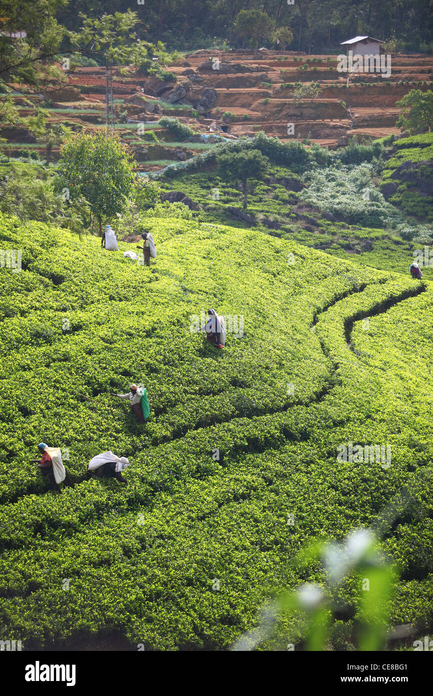 Le Sri Lanka, la Province du Centre, au sud de Kandy, plantation de thé, Woman picking plateau à la main Banque D'Images