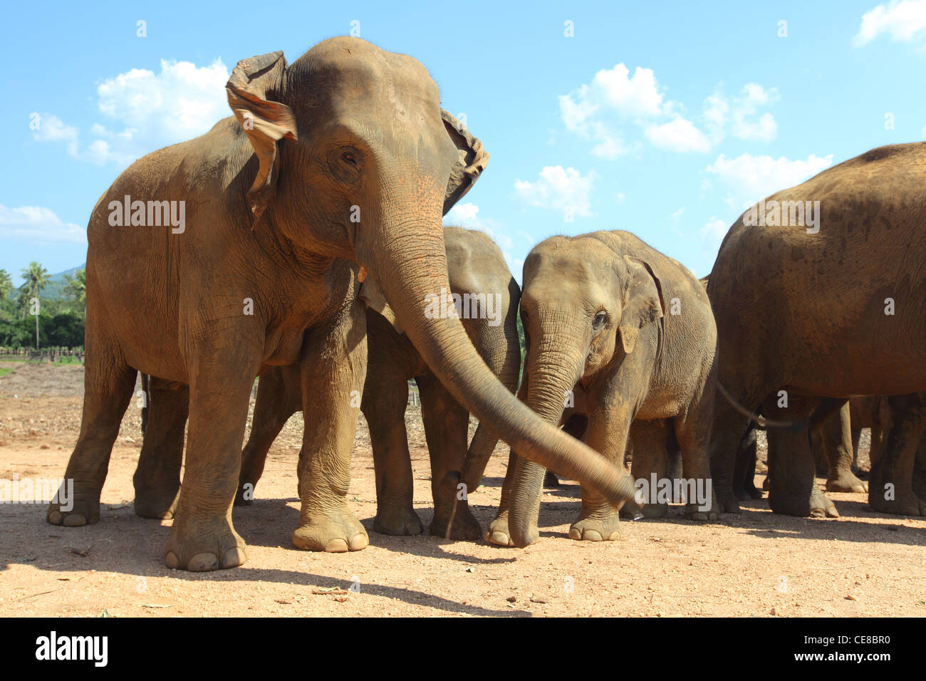 Les éléphants au Sri Lanka, l'orphelinat des éléphants, Pinnewela Pinnewala Elephant Sanctuary Banque D'Images