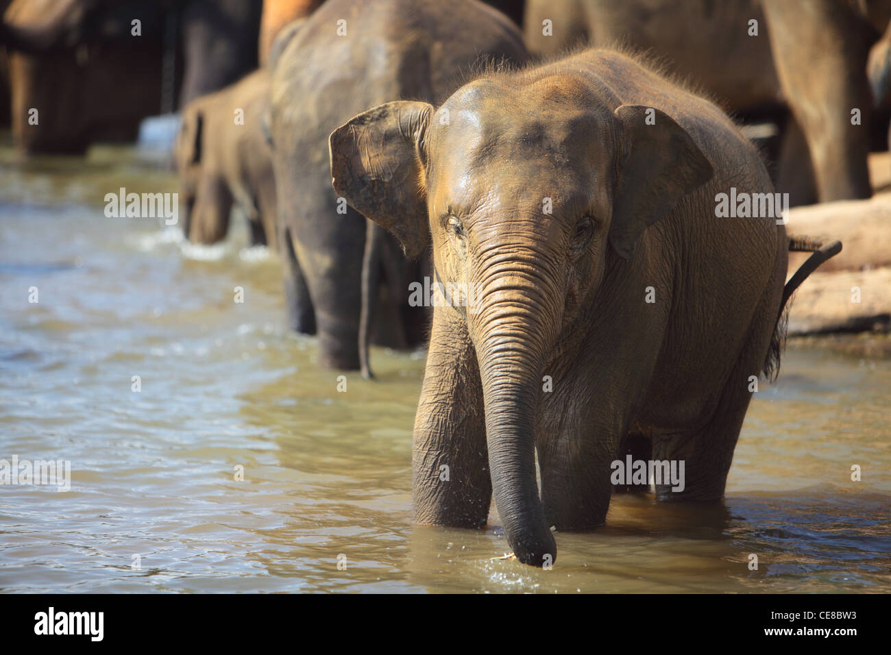 Les éléphants au Sri Lanka, l'orphelinat des éléphants, Pinnewela Pinnewala Elephant Sanctuary Banque D'Images