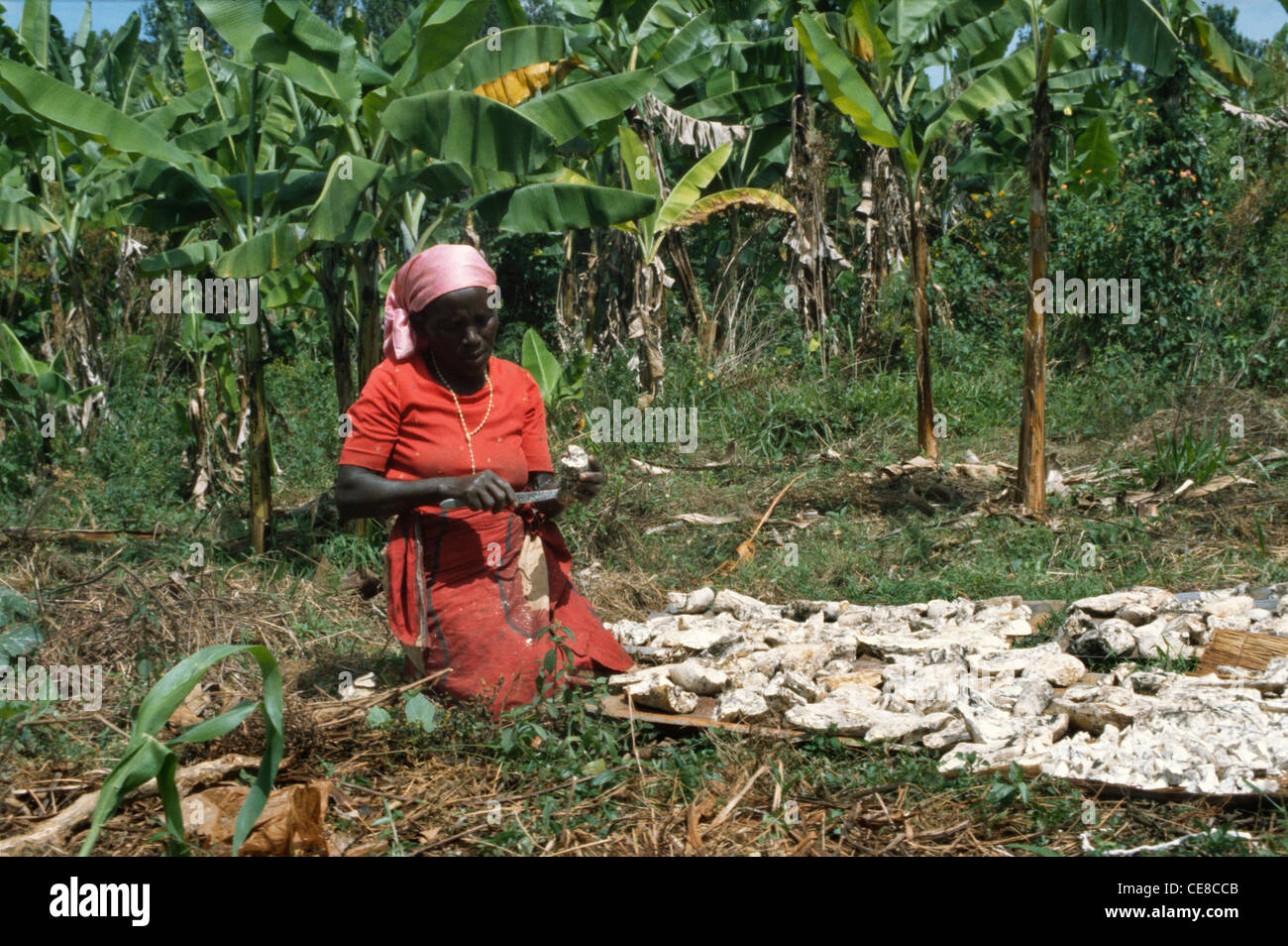 Woman peeling de manioc en Afrique, Rwanda Banque D'Images