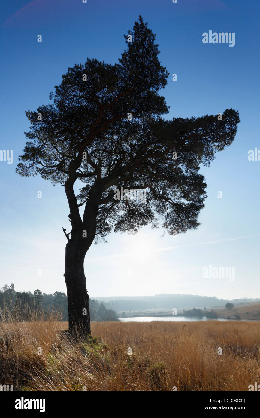 Lone Pine Tree sur colline nord dans les collines de Mendip. Le Somerset. L'Angleterre. UK. Banque D'Images