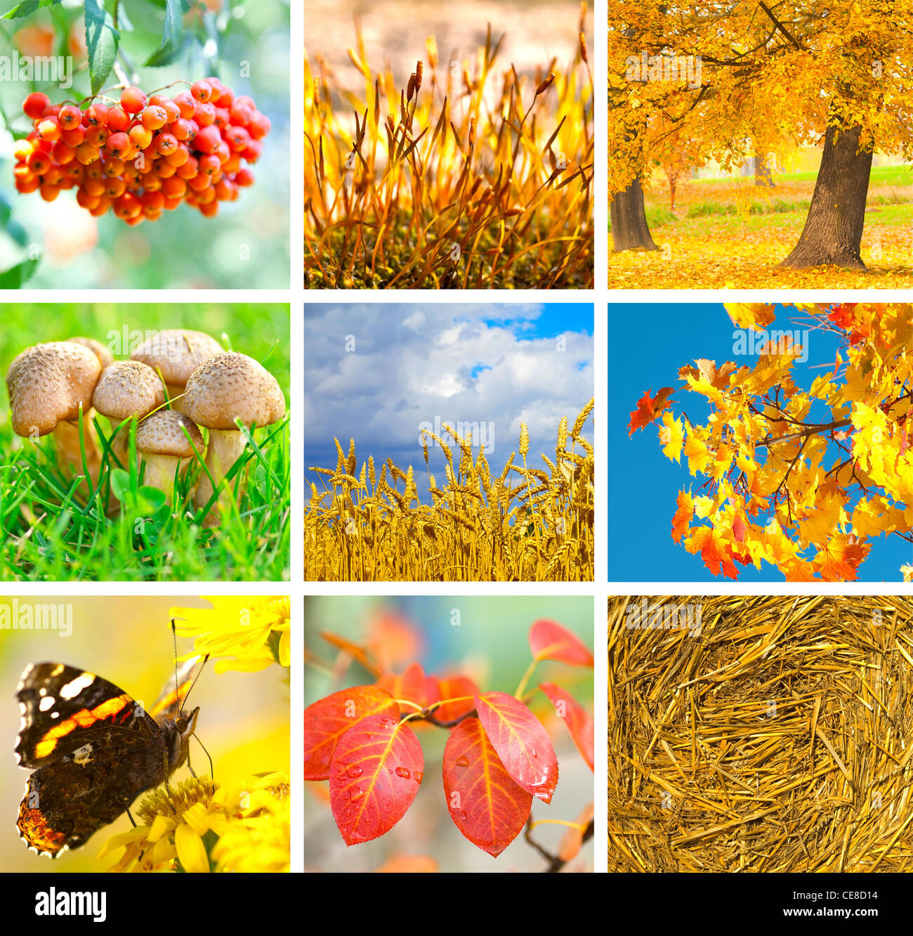 Collage d'automne montrant différentes images d'automne Banque D'Images