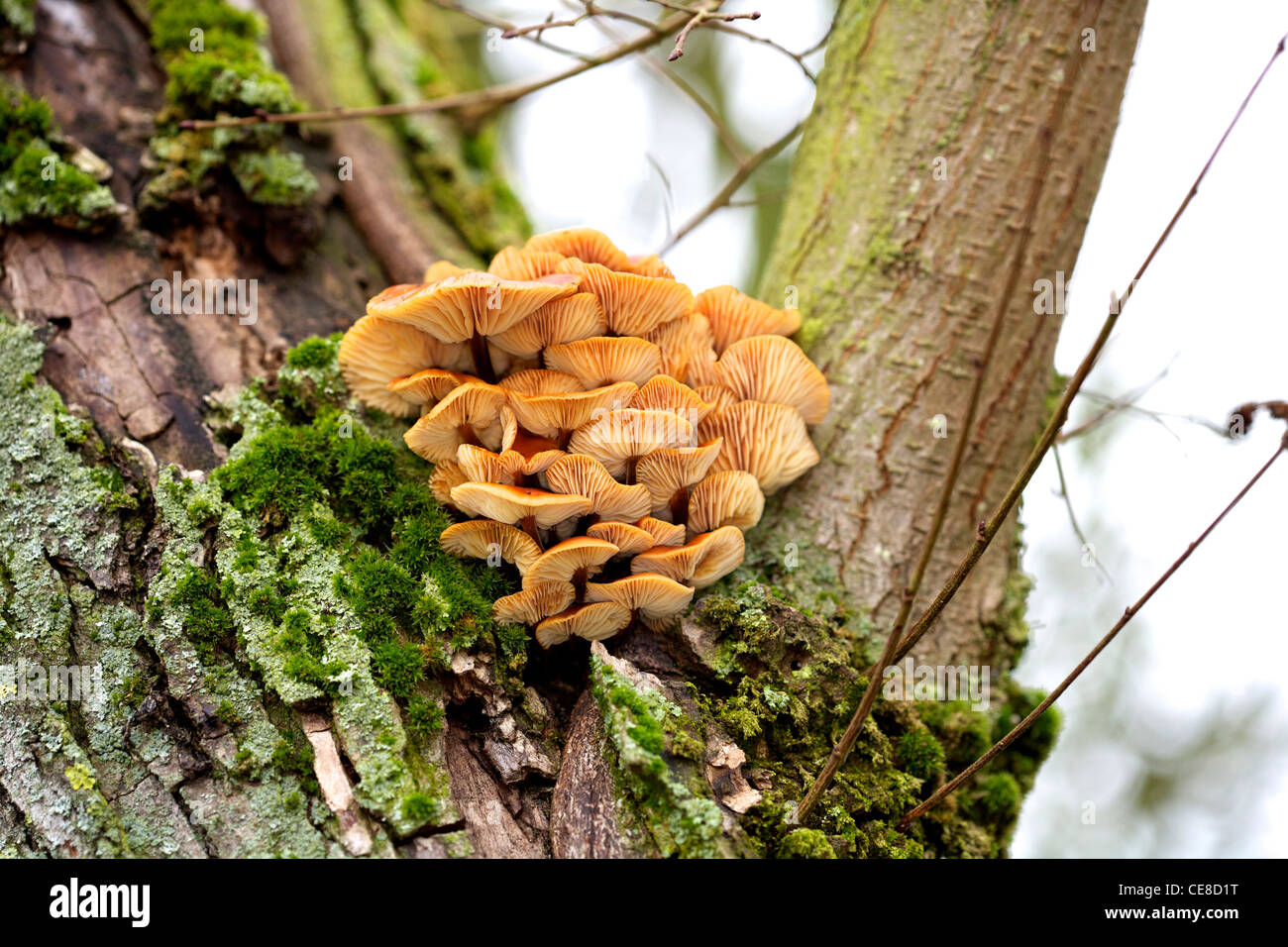 Champignon Armillaria mellea miel sur tronc d'arbre Banque D'Images