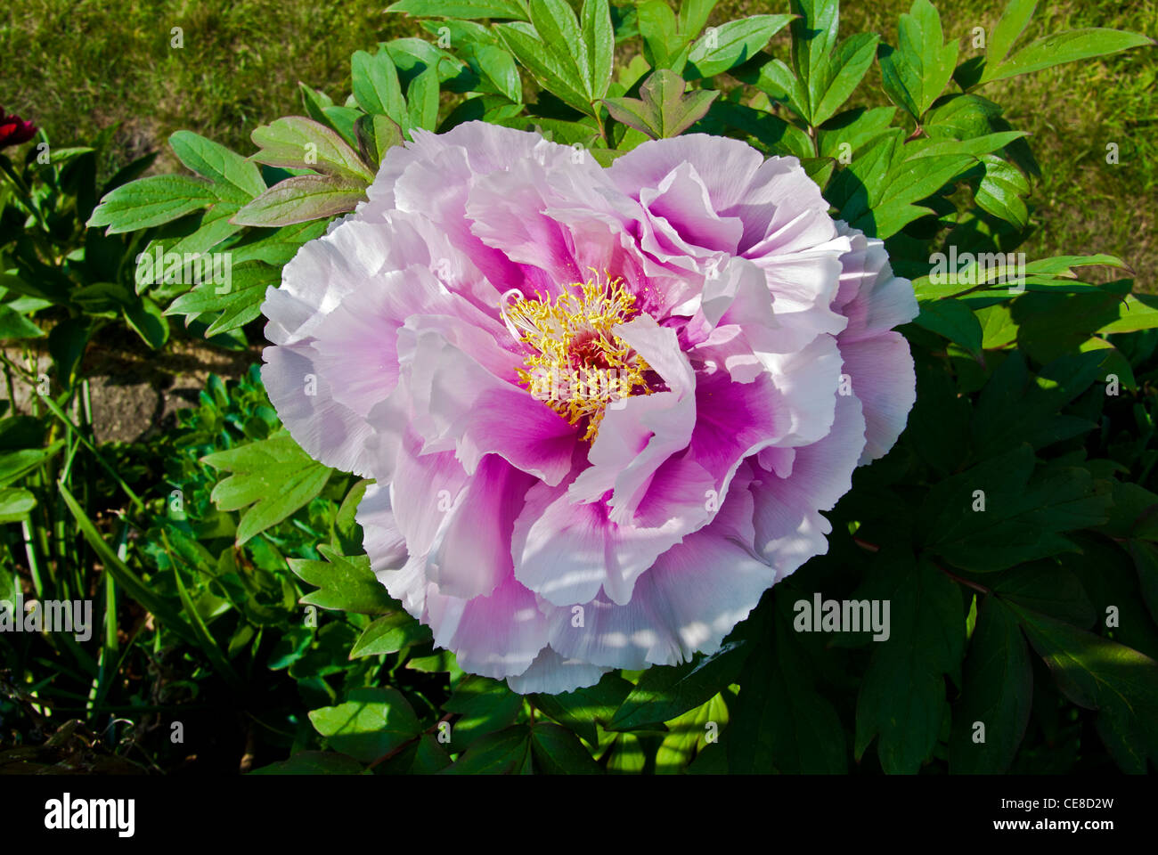 Arbre généalogique rose fleurs de pivoine Banque D'Images