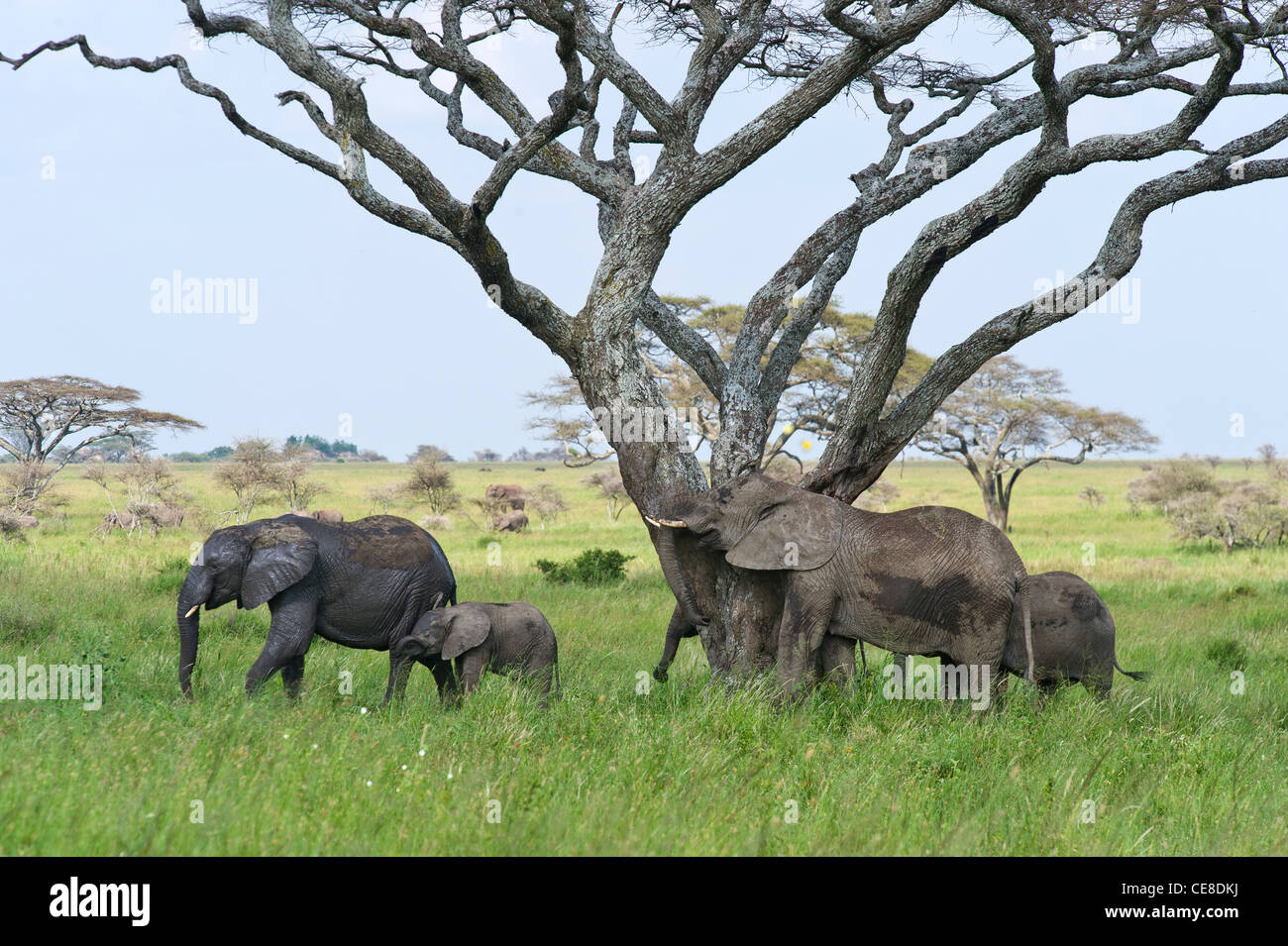 Groupe d'éléphants Loxodonta africana à Seronera dans le Serengeti, Tanzanie Banque D'Images