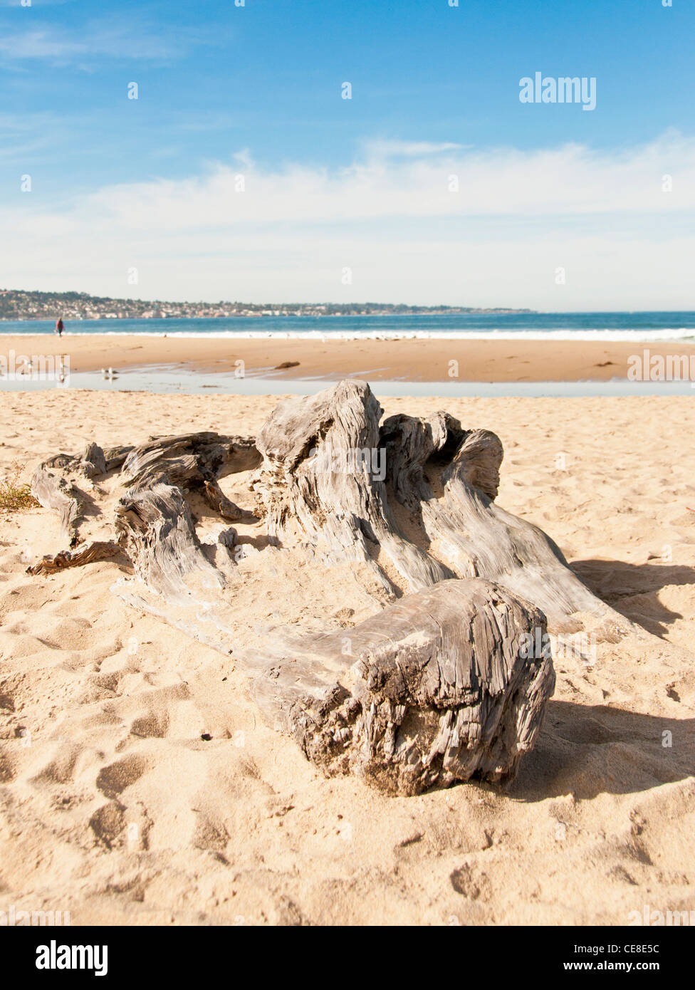 Driftwood altérés cast sur la plage, avec l'océan en arrière-plan Banque D'Images