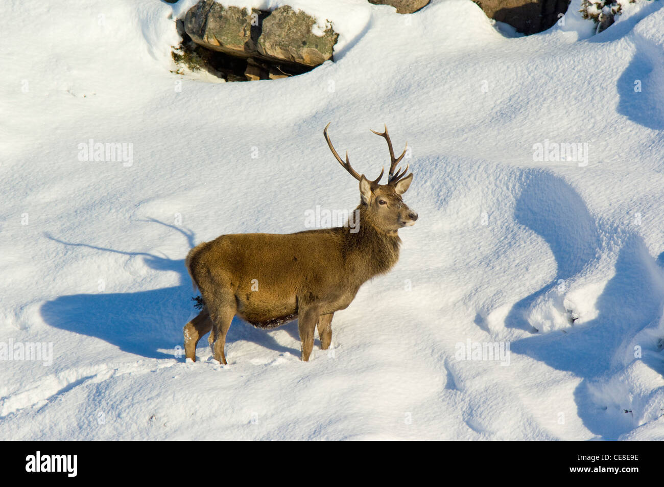 Red Deer stag dans de la neige profonde, les Highlands écossais. Banque D'Images