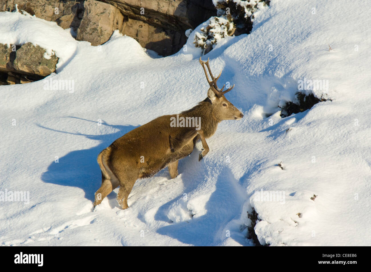 Red Deer stag dans de la neige profonde, les Highlands écossais. Banque D'Images