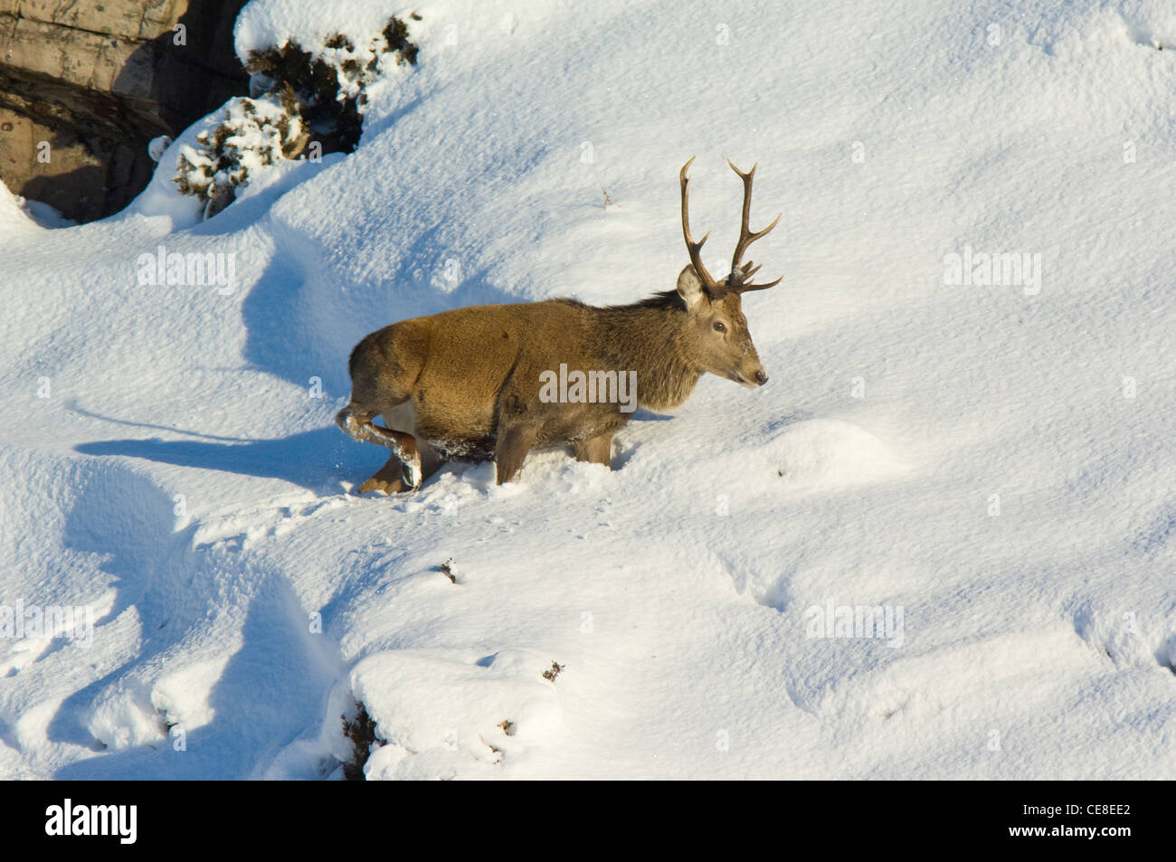 Red Deer stag dans de la neige profonde, les Highlands écossais. Banque D'Images