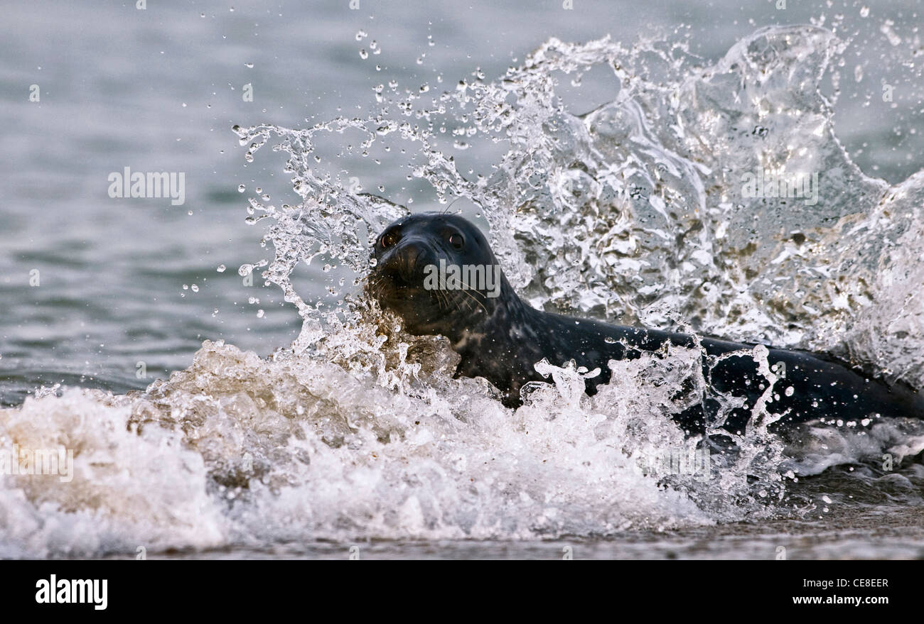 Phoque gris (Halichoerus grypus) Nager dans les vagues, Düne, Helgoland, Allemagne Banque D'Images