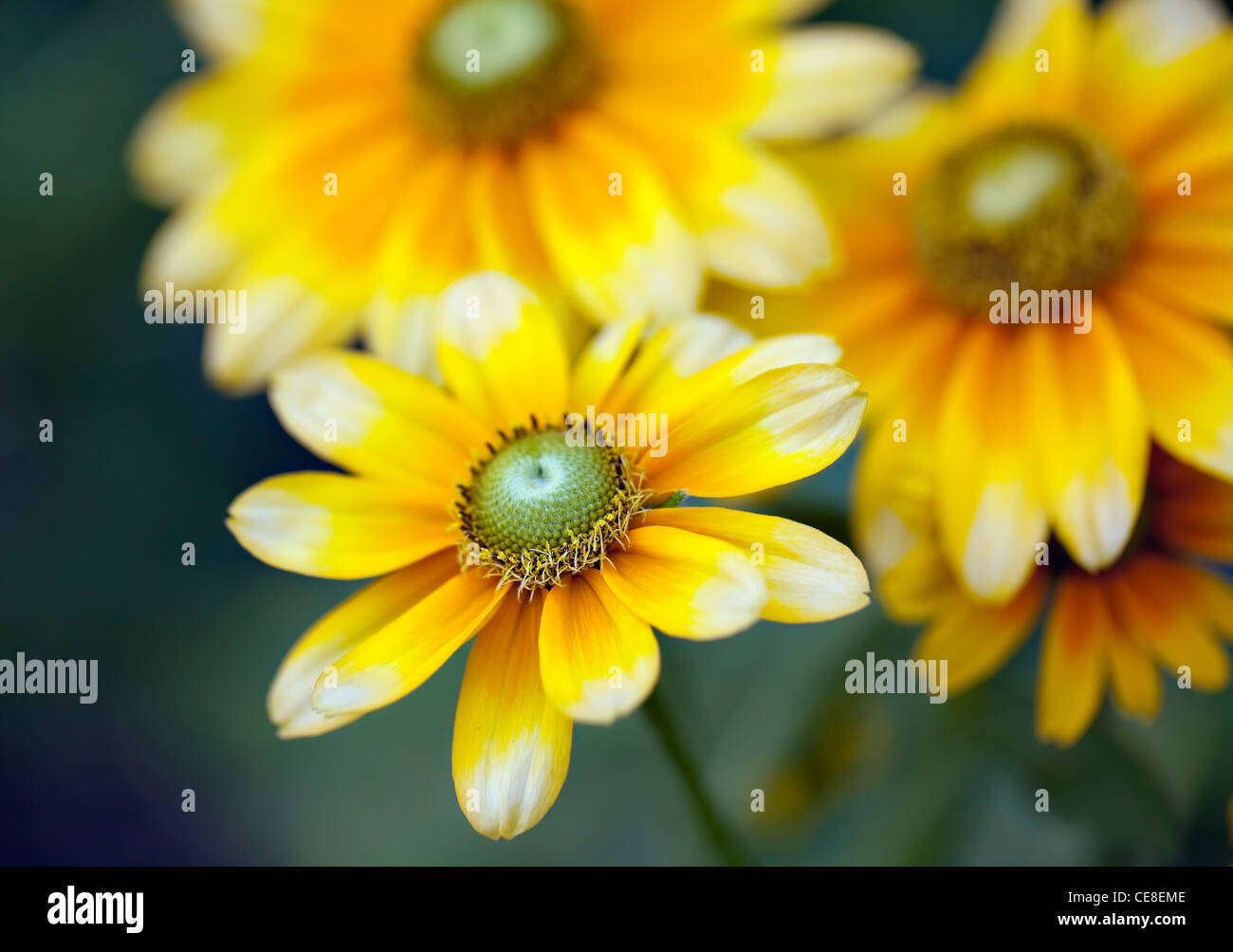 Black-Eyed, Susans (Rudbeckia hirta), close up Banque D'Images