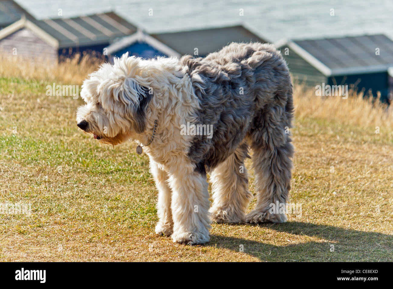 Un vieux, vieux chien de berger anglais et des cabines de plage à l'avant, Tankerton de Whitstable, Kent, UK. Banque D'Images