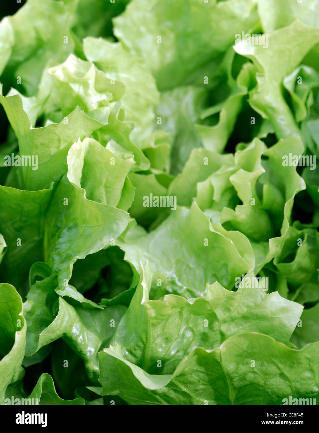 Coeur plein blonde d'endive Cichorium endivia chicorée scarole grandes feuilles allongées de légumes Salade de coeur jaune des cultures alimentaires comestibles Banque D'Images