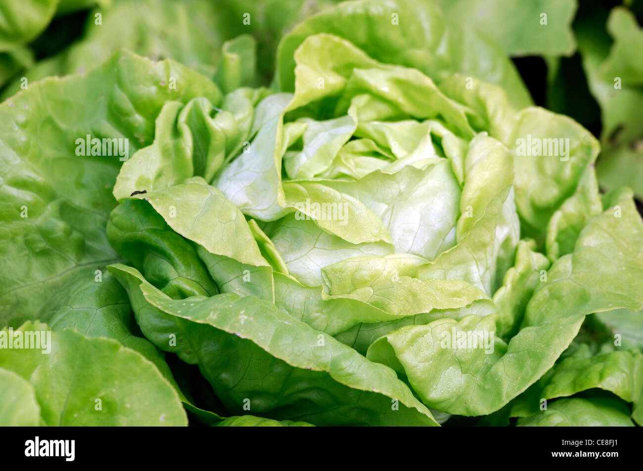La laitue Sylvesta Lactuca sativa Sylvesta résistance aux maladies des légumes à salade de laitues comestibles feuillage vert croissant des cultures alimentaires Banque D'Images