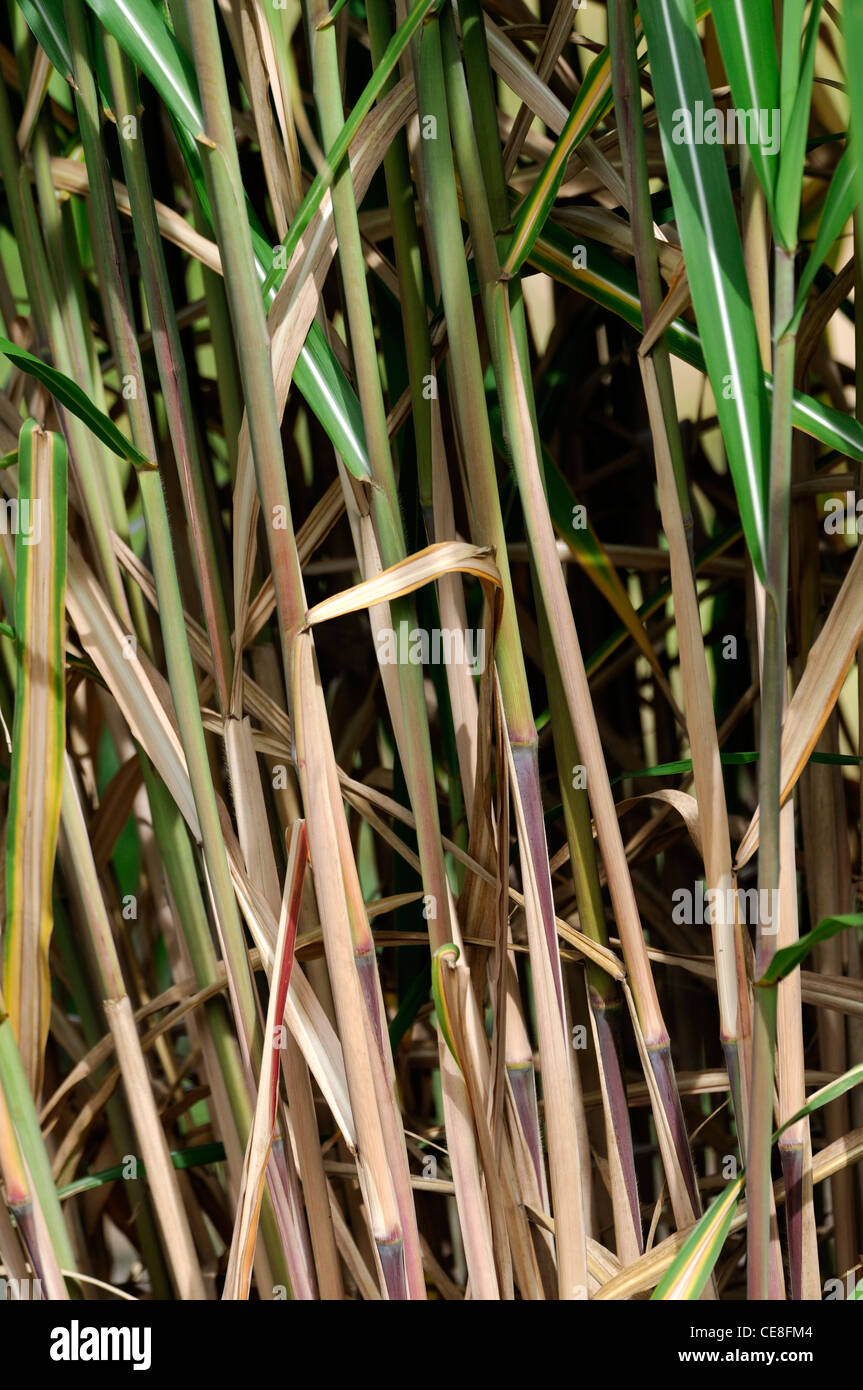 Miscanthus sacchariflorus-d'argent de l'Amour argent herbe herbe bannière hardy herbes vivaces ornementales graminées herbe architectura Banque D'Images