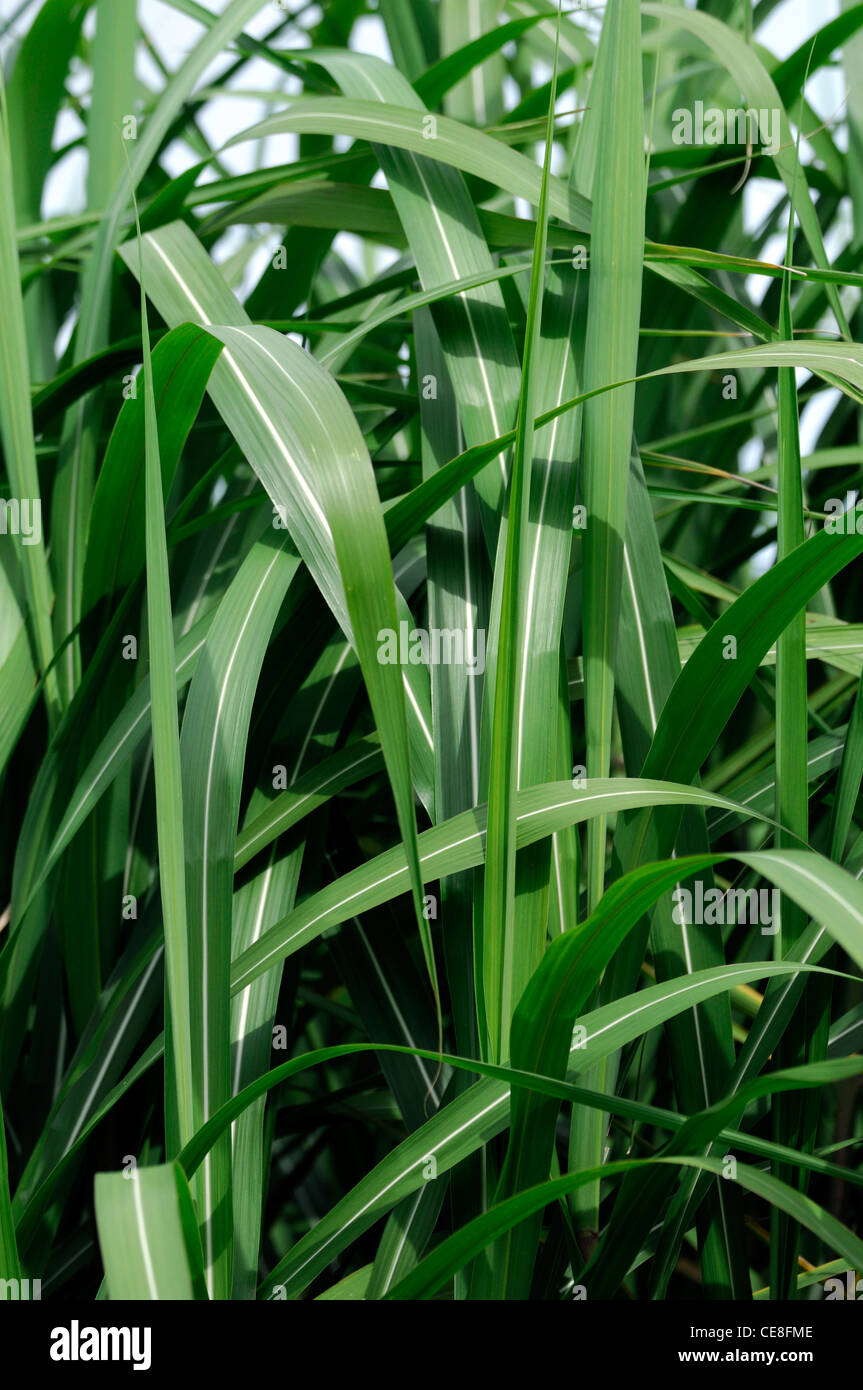 Miscanthus sacchariflorus-d'argent de l'Amour argent herbe herbe bannière hardy herbes vivaces ornementales graminées herbe architectura Banque D'Images
