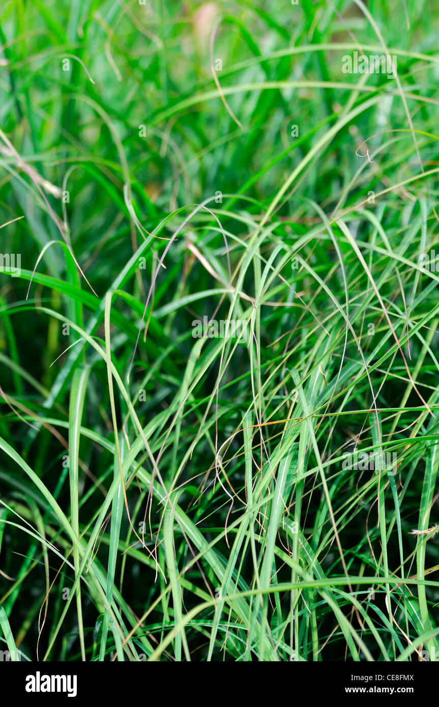 Adagio Miscanthus sinensis herbes de jeune fille argent chinois herbes ornementales herbe vert feuillage Banque D'Images