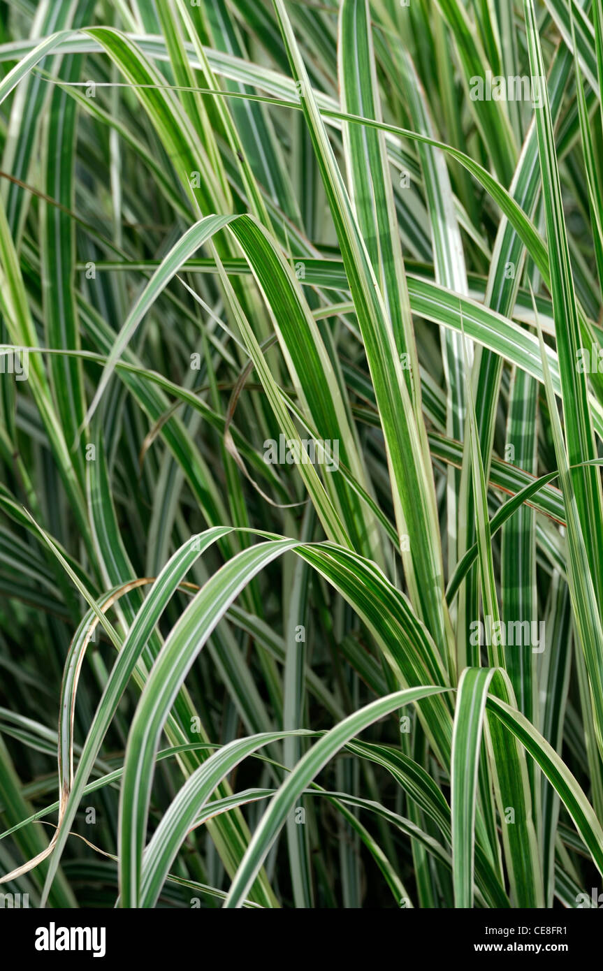 Variegated maiden grass miscanthus sinensis Banque de photographies et