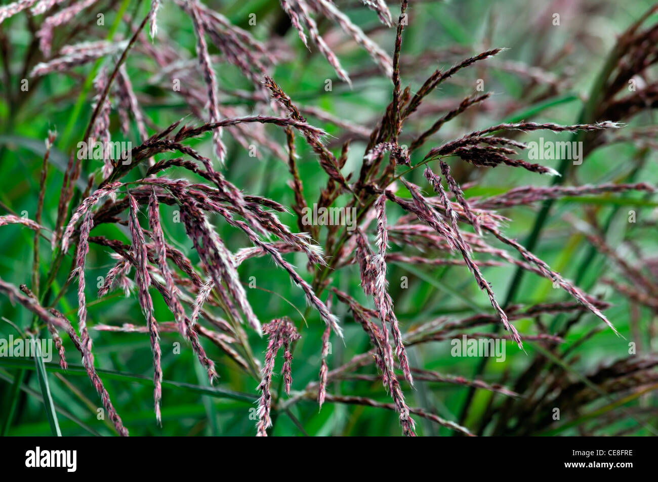 Miscanthus sinensis plantes ornementales portraits gros plan kaskade herbes herbe graines semences seedhead seedheads pendantes à feuilles caduques inf Banque D'Images