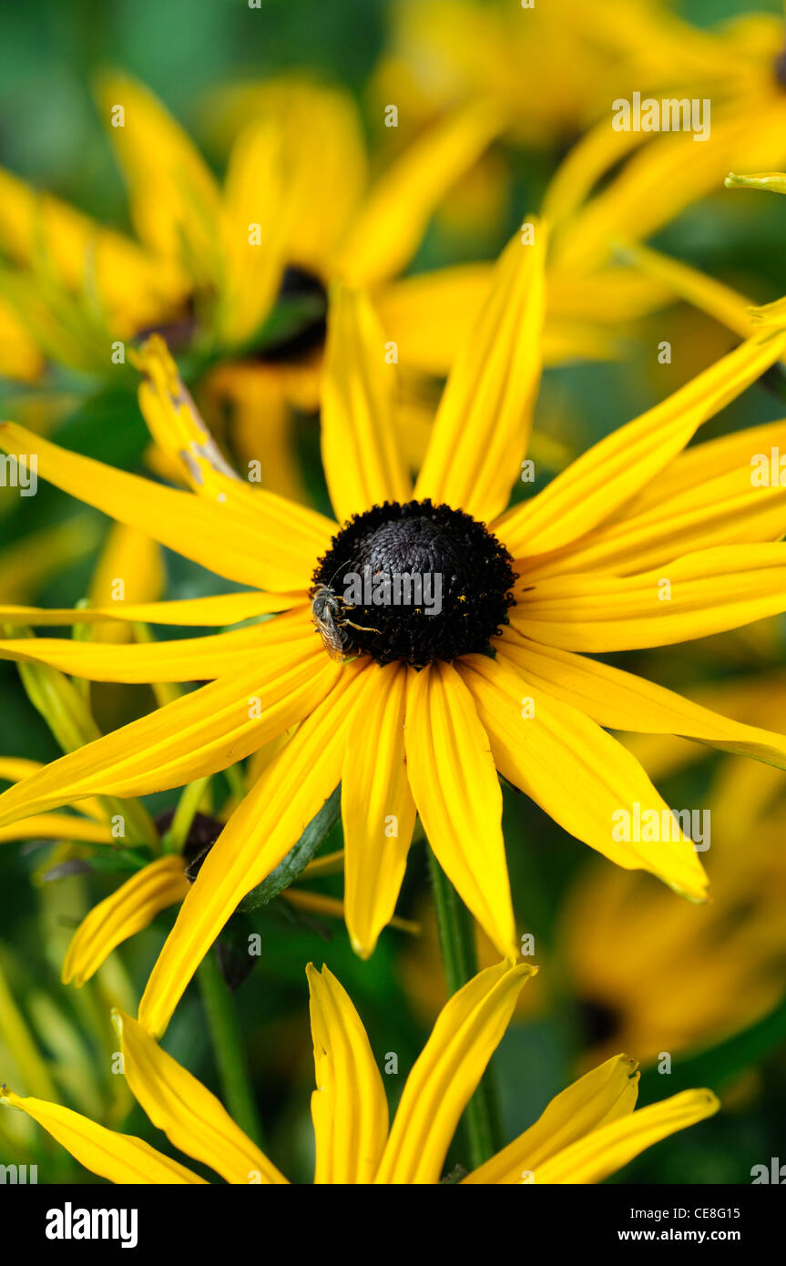 Rudbeckia fulgida var sullivantii goldsturm rudbeckias coneflowers centre noir jaune vif fleurs fleurs Banque D'Images