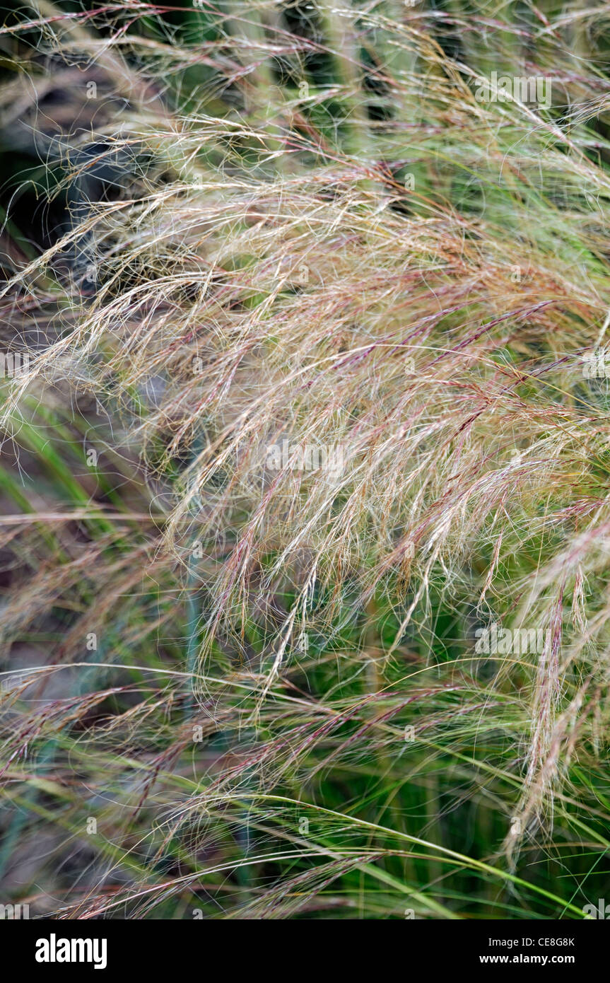 Esparto grass stipa tenacissima Banque de photographies et d'images  haute  rsolution - Alamy