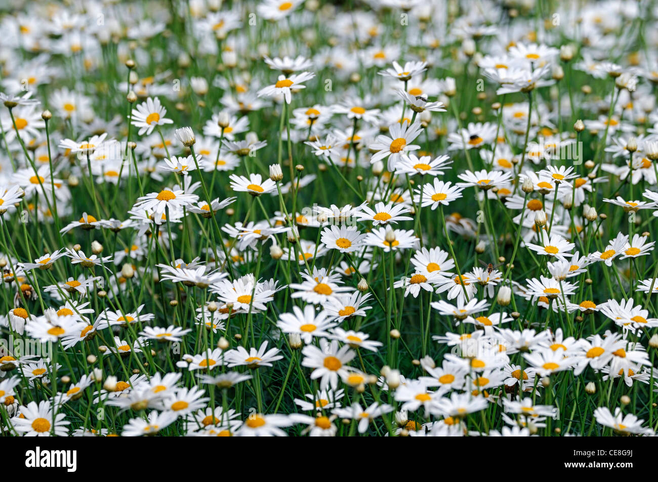 Pyrethrum tanacetum cinerariifolium en floraison Banque de — free download