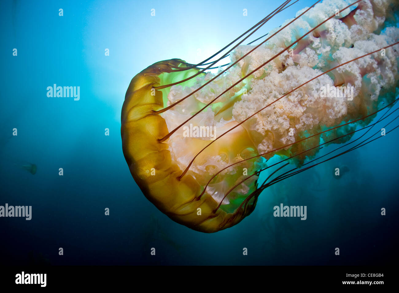 Une grande ortie de mer, méduse Chrysaora fuscescens, nage près d'une forêt d'algues où il chasse de petites proies planctoniques. Banque D'Images