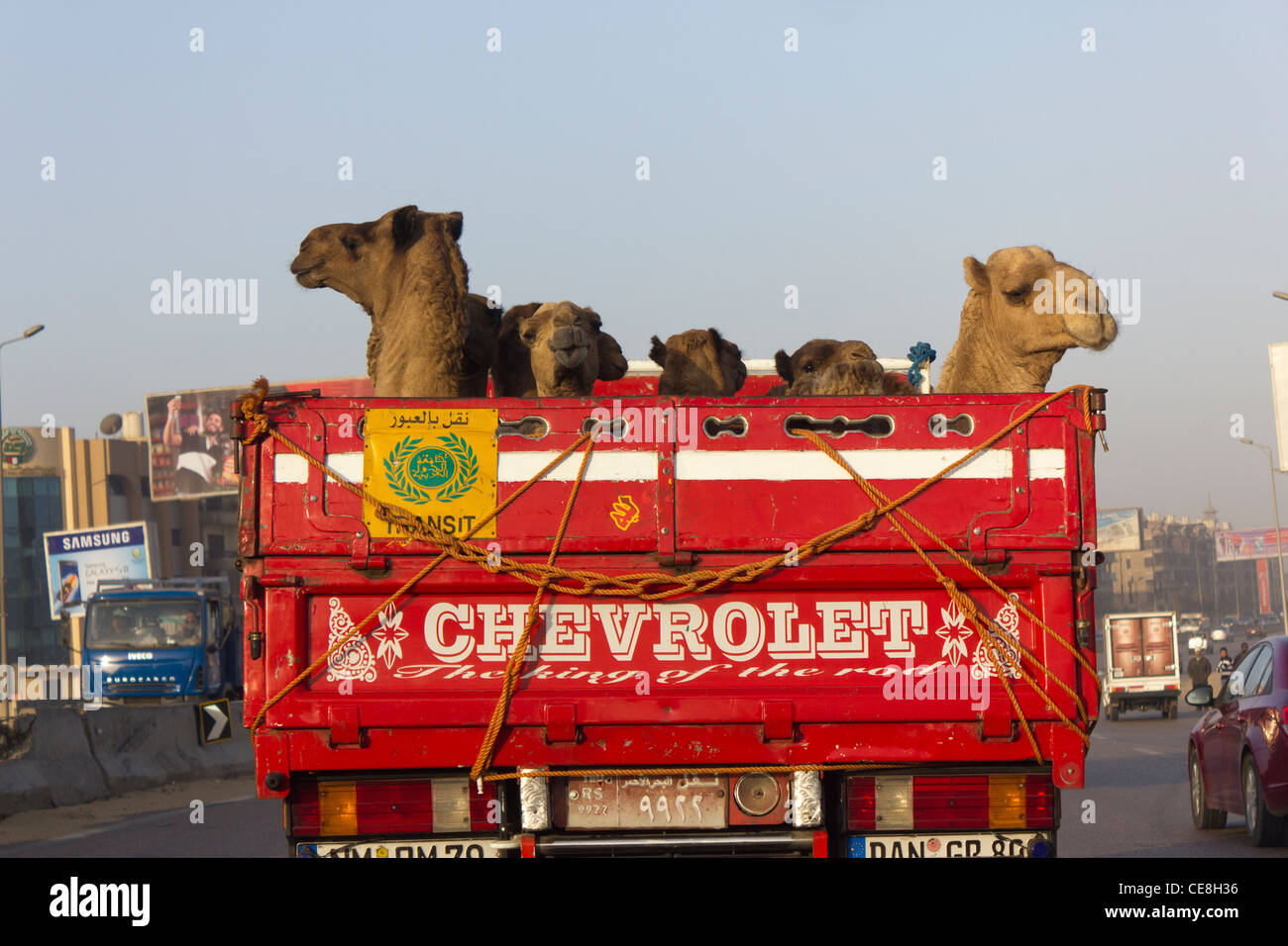 Camion rempli de chameaux, Ring Road, Le Caire, Egypte Banque D'Images