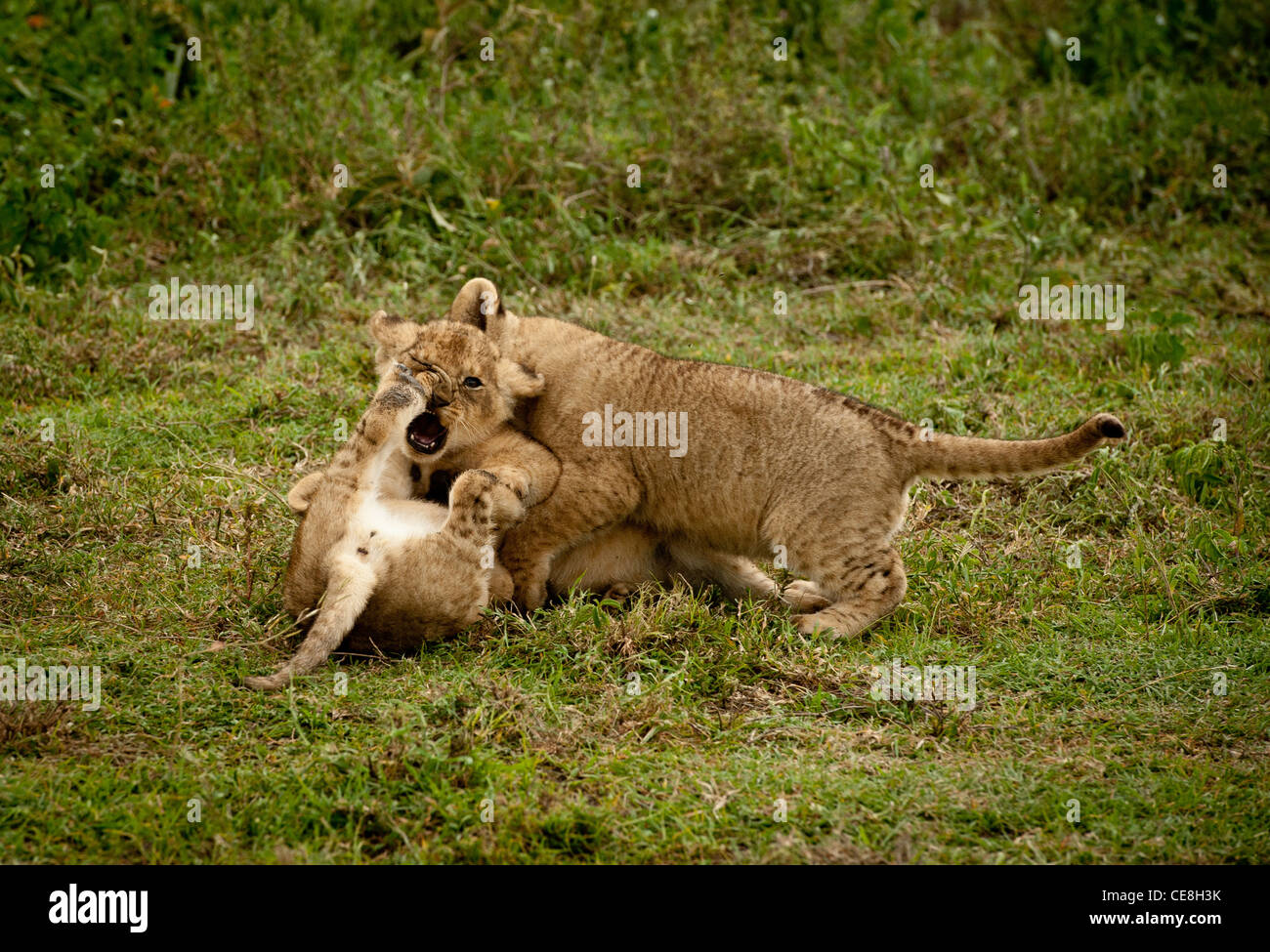 Des lionceaux jouer ensemble et obtenir dans un enchevêtrement. L'un des lionceaux paw est poussée dans le nez de l'autre Banque D'Images