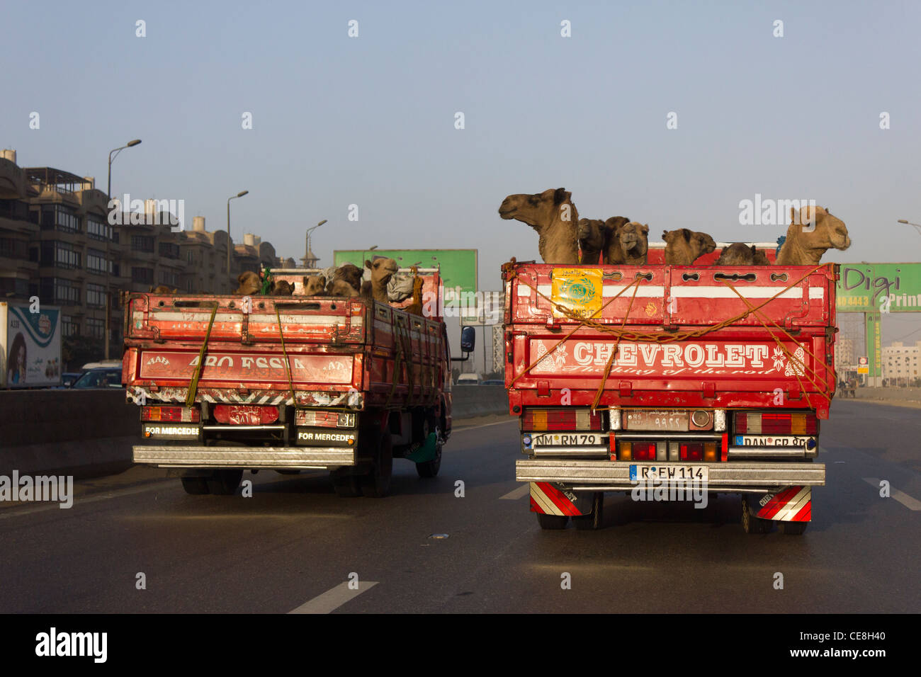 Camion rempli de chameaux, Ring Road, Le Caire, Egypte Banque D'Images