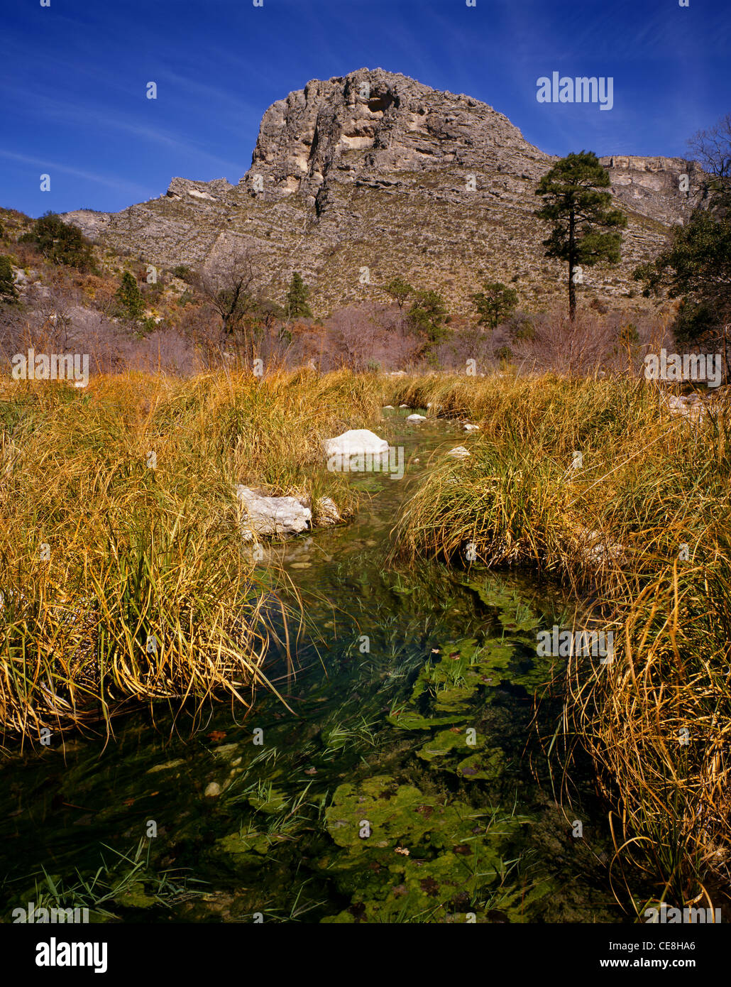 TEXAS - McKittrick Canyon à Guadalupe Mountains National Park. Banque D'Images