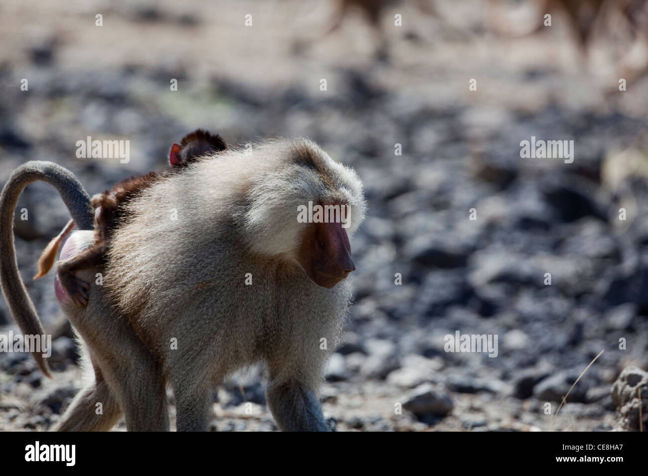 Le babouin Hamadryas (Papio hamadryas). Jeune homme. L'exécution de décisions d'un point d'eau. Parc national Awash. L'Éthiopie. Banque D'Images