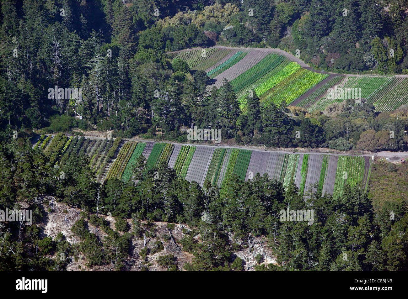 Photographie aérienne de la côte d'agriculture dans le comté de Santa Cruz, Californie Banque D'Images