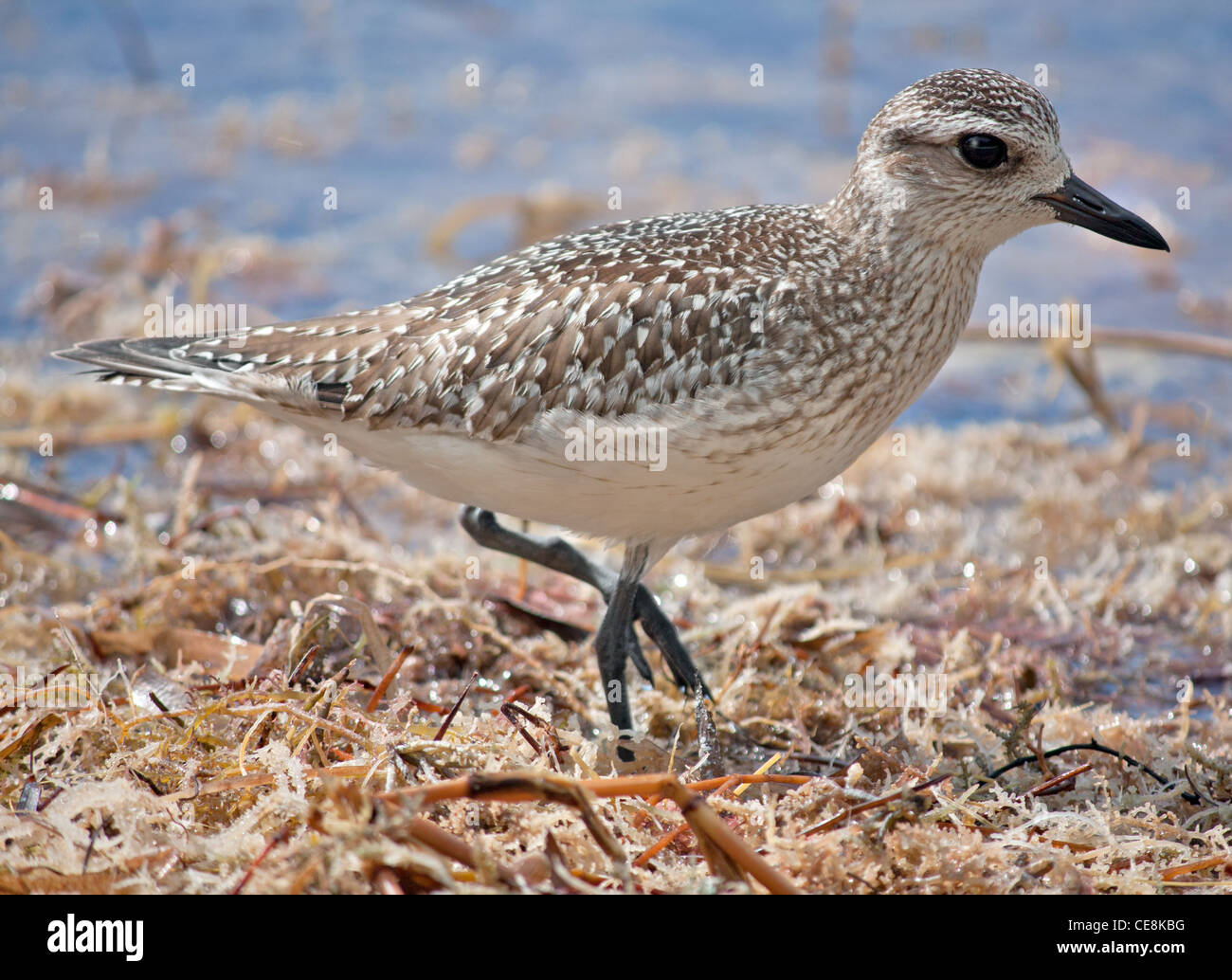 Pluvier argenté (Pluvialis squatarola) la chasse pour la nourriture Banque D'Images