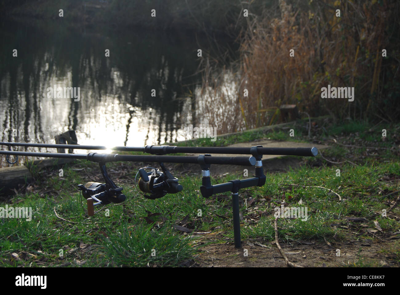 Mise en place des cannes à pêche de la carpe Banque D'Images