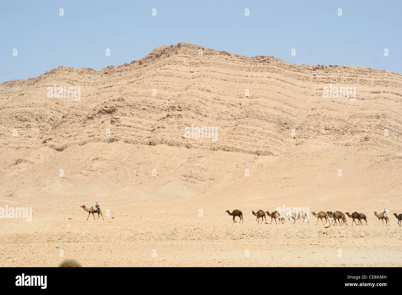 Les chameaux en face d'un ciel bleu Banque D'Images