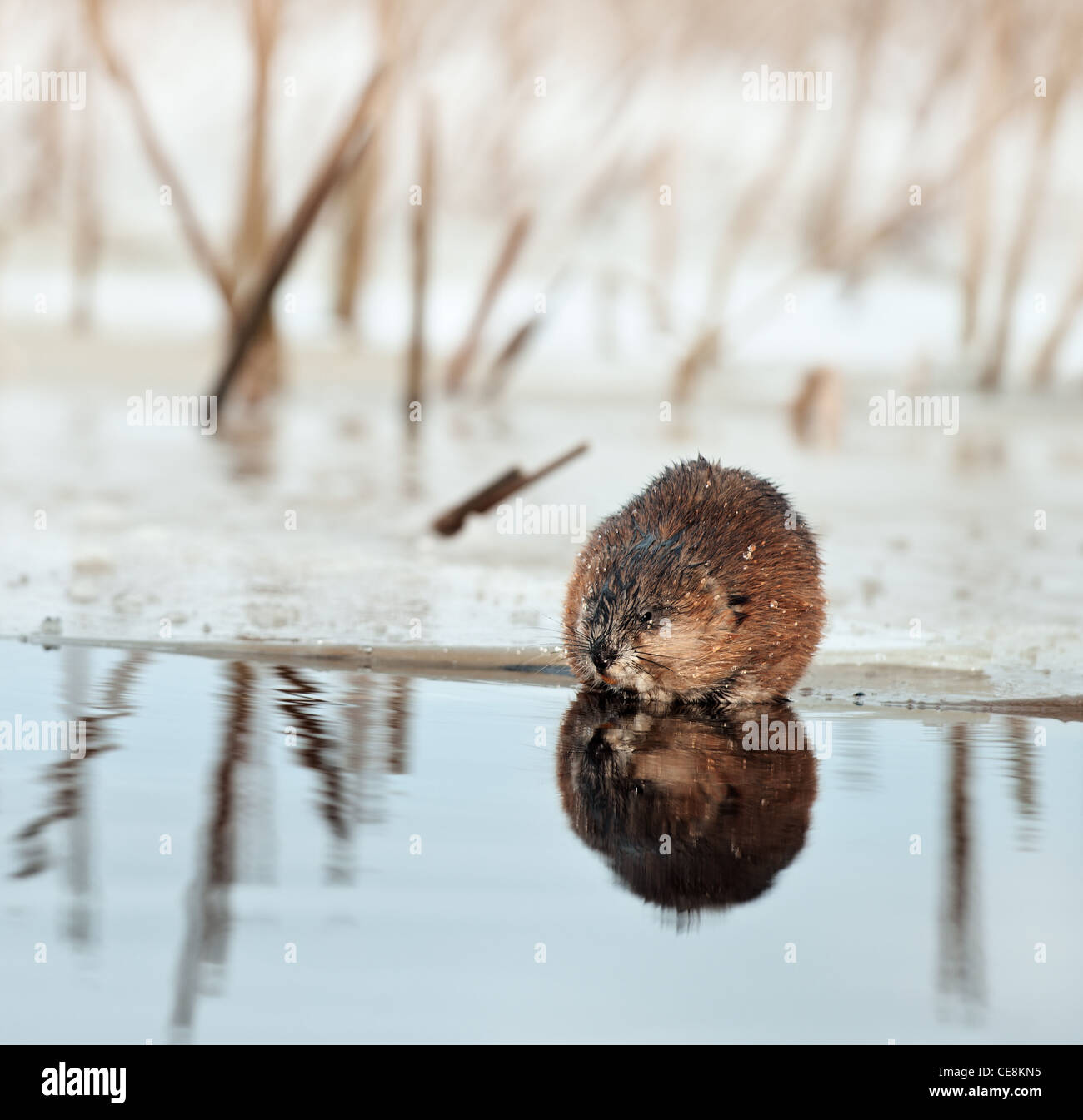 Un rat musqué (Ondatra zibethicus) Banque D'Images