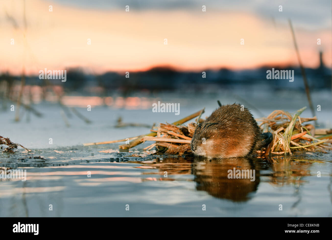 Un rat musqué (Ondatra zibethicus) sur une baisse sur le bord de la glace à un lieu d'alimentation Banque D'Images