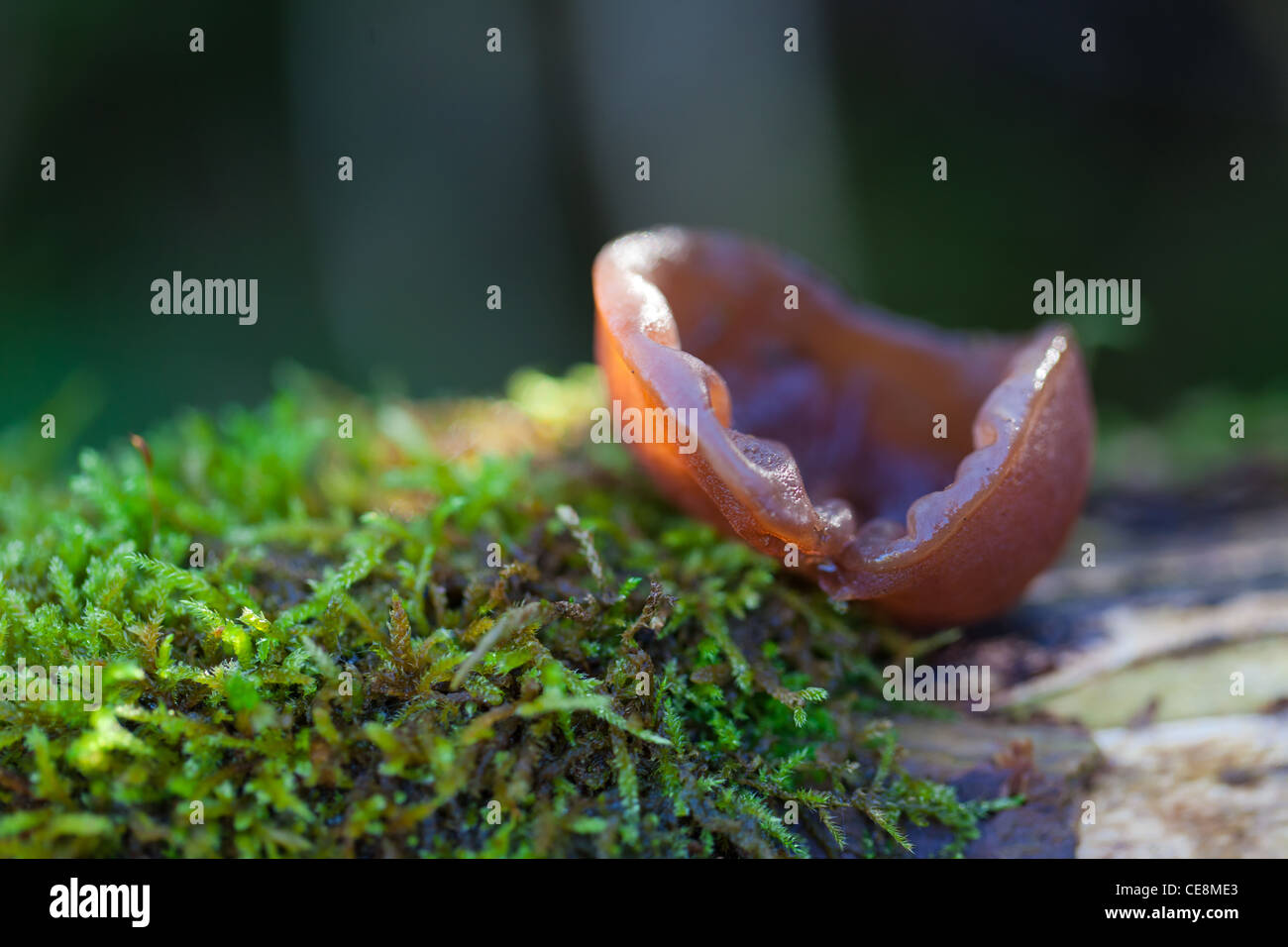 Jelly oreille champignon poussant sur un journal Banque D'Images