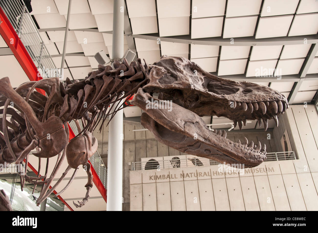 Un squelette de Tyrannosaurus rex accueille les visiteurs à l'Académie des Sciences de Californie, San Francisco, Californie Banque D'Images