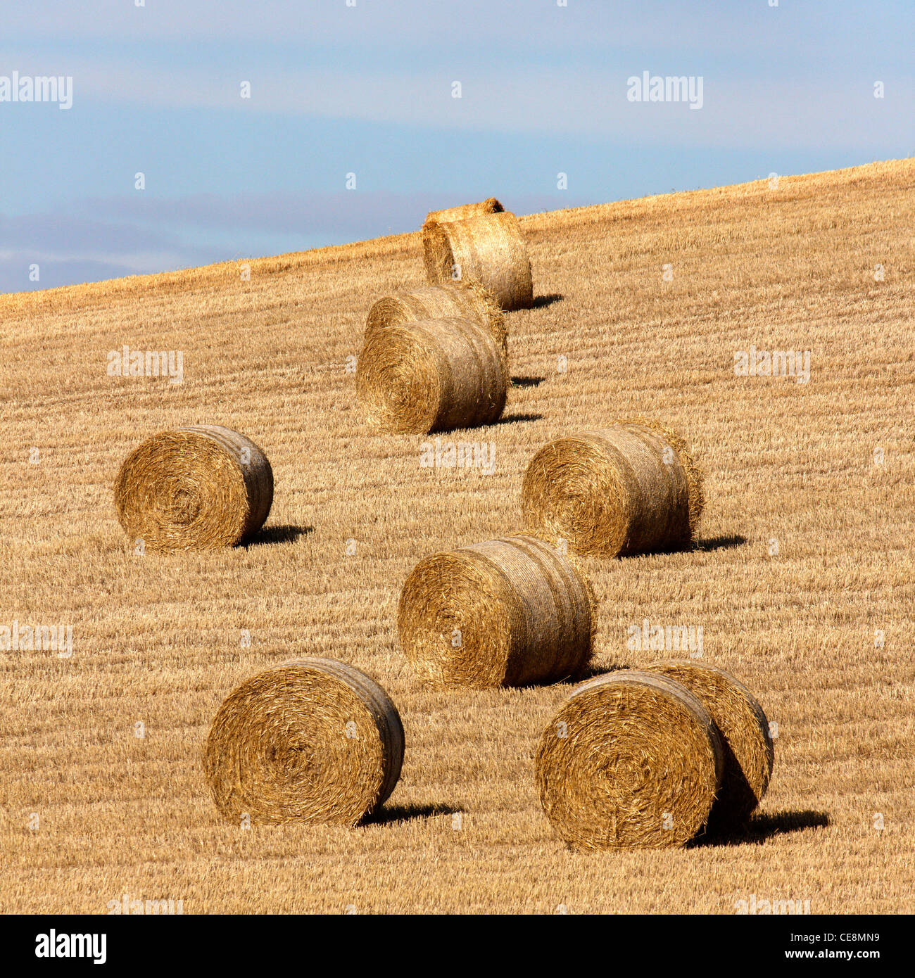 Les grosses bottes de foin dans un champ de maïs coupé pendant la récolte, Leicestershire, England, UK Banque D'Images