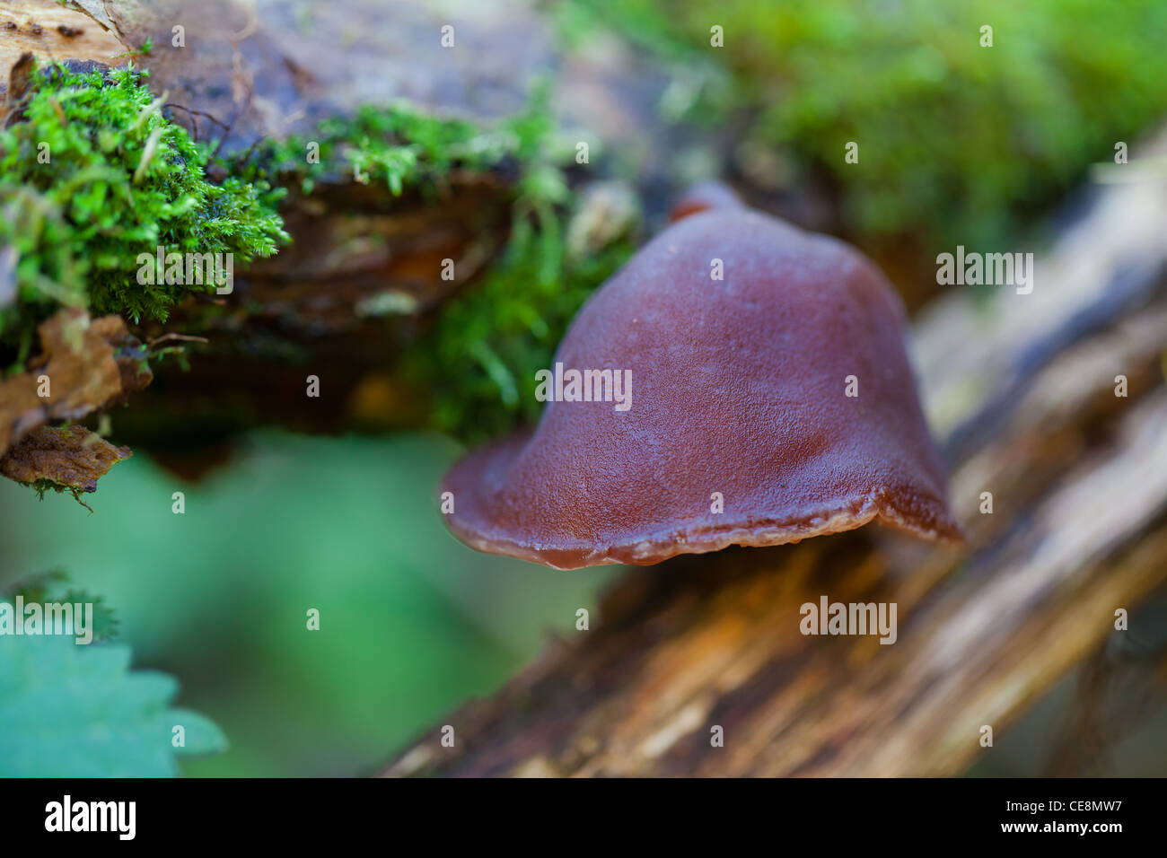 Jelly oreille champignon poussant sur un journal Banque D'Images