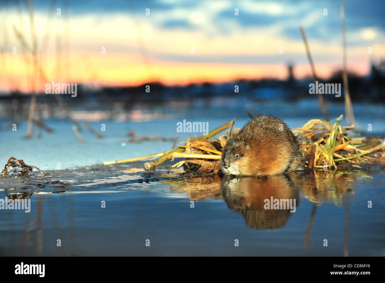 Un rat musqué (Ondatra zibethicus) sur une baisse sur le bord de la glace à un lieu d'alimentation Banque D'Images