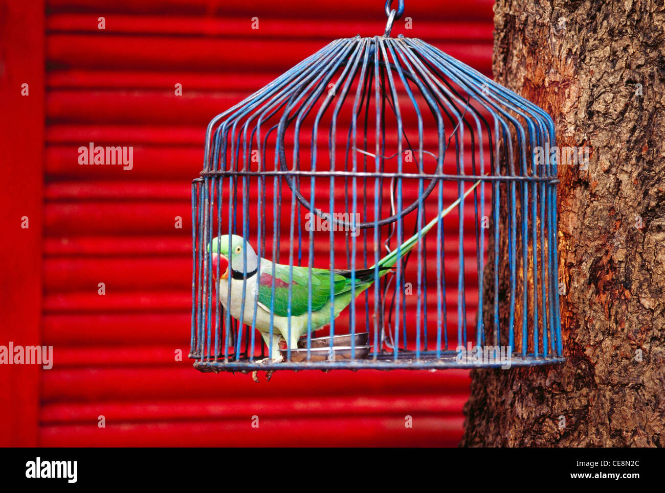 Parrot in cage , Bandhavgarh parc national , Madhya Pradesh , Inde , asie Banque D'Images