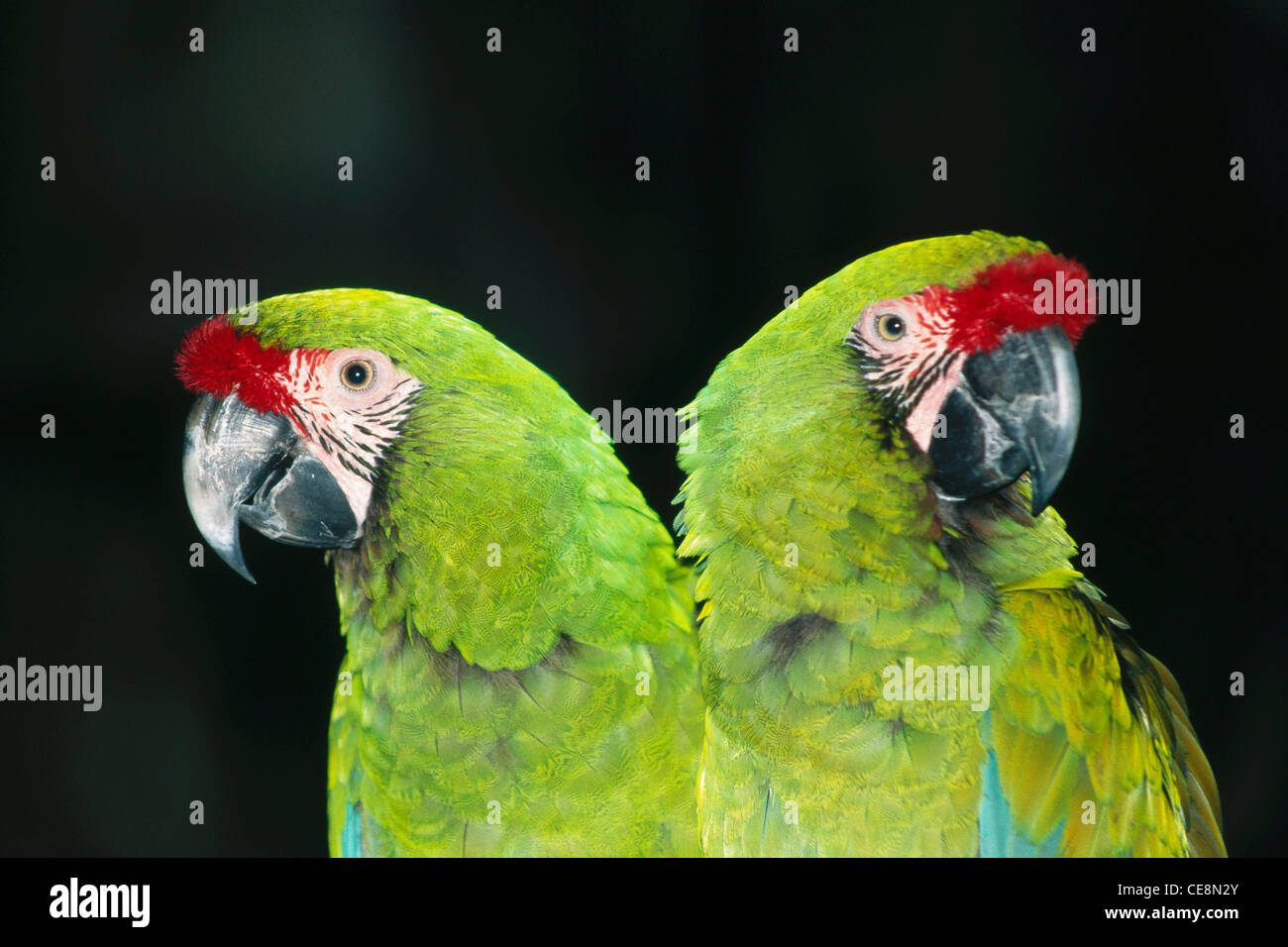 GCP 80049 : deux perroquets oiseaux jumeaux en double inverse photocopie xerox Banque D'Images
